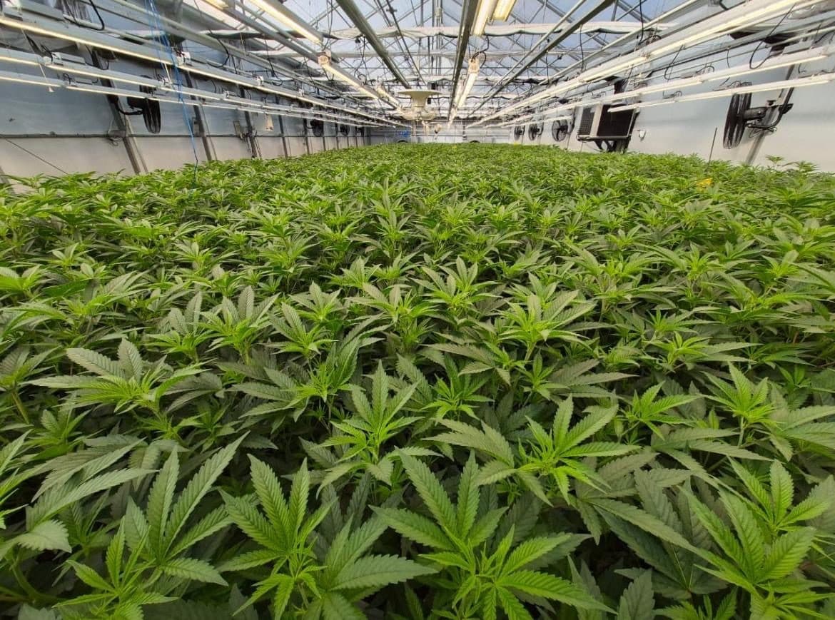 Young plants growing in a large greenhouse