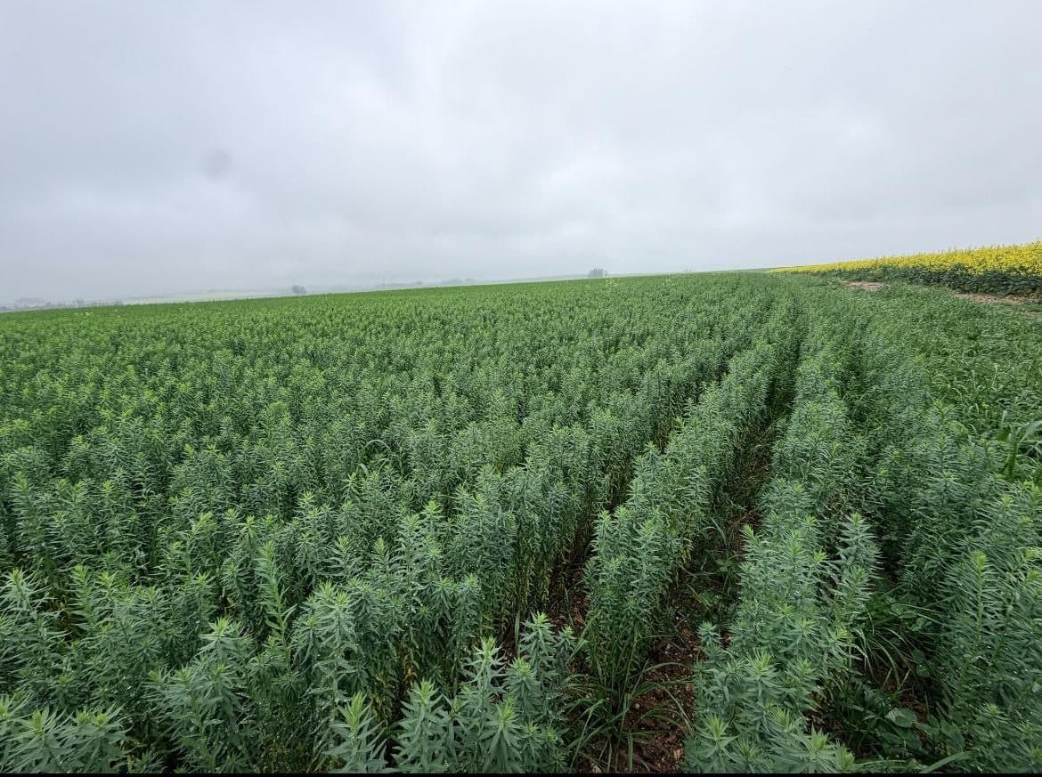 Rows of green crops in a large field